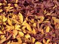 Sweet Caroline Red Sweet Potato Vine / Ipomoea batatas 